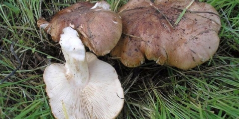 Prženi podtopolniki: kako ukusno pržiti s krompirom, recepti za kuhanje, video